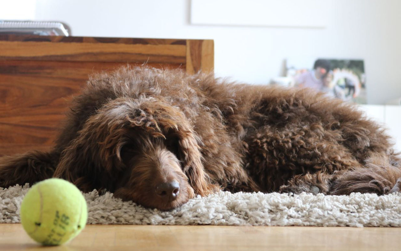 Hundeschule HundaufsHerz Lotti 2
