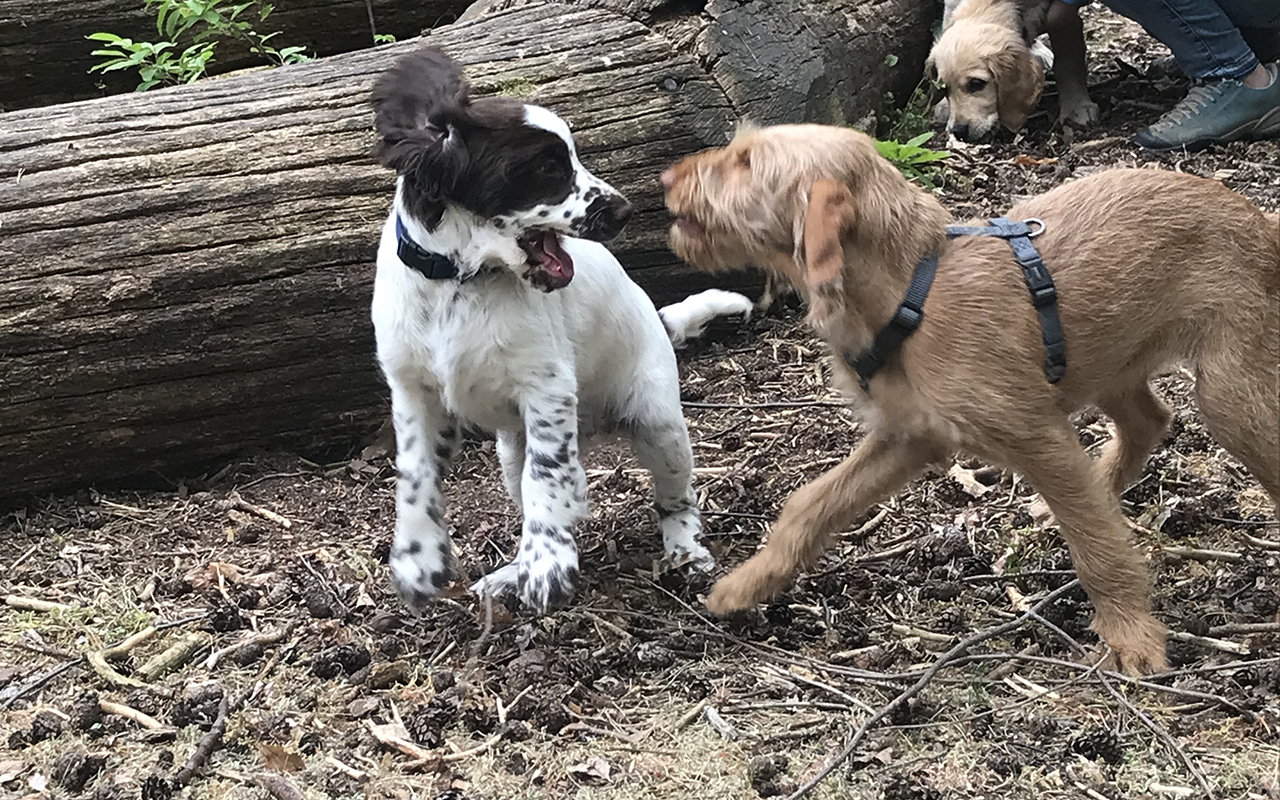 Hundeschule HundaufsHerz Welpe 4