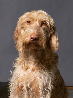 Ida Hundeschule Petra Hochreither