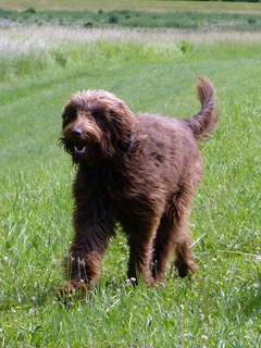 Lotti 4